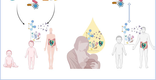 240820 Immunological Reviews Valerie Verhasselt 240820 Immunological Reviews Valerie Verhasselt